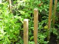 Tomates 1