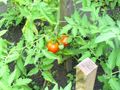 Tomates 2