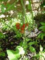 Tomates cerise