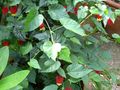 Abutilon