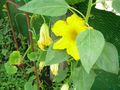 Fleur de potiron