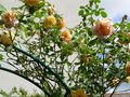 Rosiers