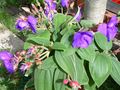 Tibouchina