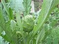 DSCN0367