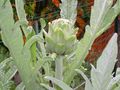 DSCN0368