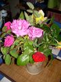 DSCN0379