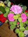 DSCN0382