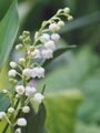 Brin de muguet