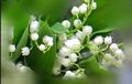 Muguet 3
