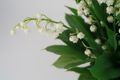 Muguet 4