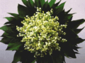 Muguet 2