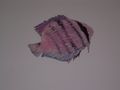 Le poisson