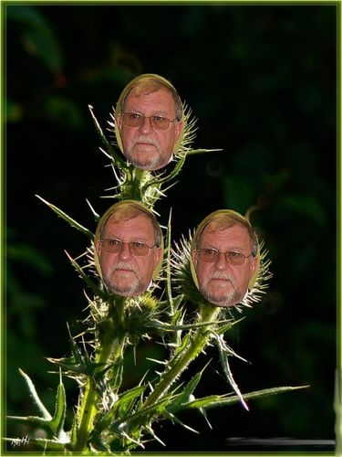 Un bouquet de papyserge