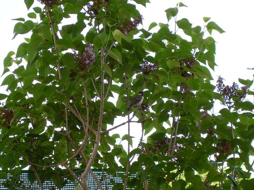 DSCN3409