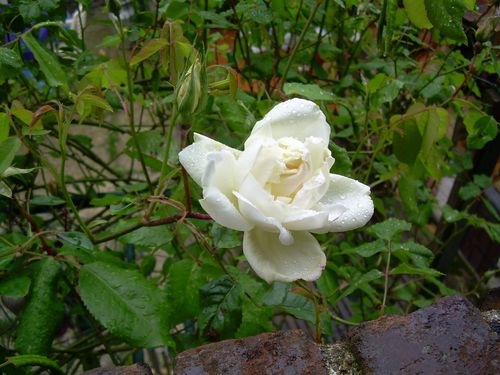 DSCN3310
