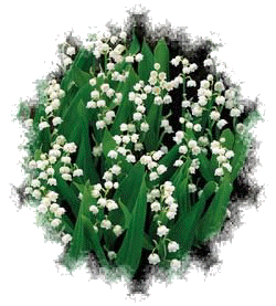 Muguet 1