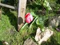 DSCN2660