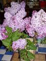 DSCN0311