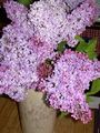 DSCN0313
