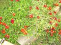 DSCN0248