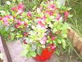 DSCN0253