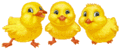 Poussins