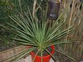 Le cordyline