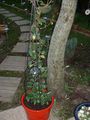 Le jasmin etoile
