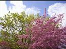 C'est le printemps