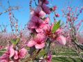 Le printemps