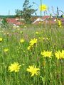 Le printemps 2