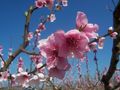 Le printemps 1