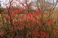 Le printemps 3