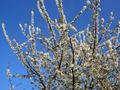 Le printemps 5
