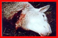 Moutons 4