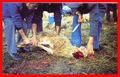 Moutons 3