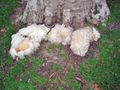 Moutons