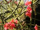 le printemps se reveille