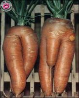 Les légumes de Mr BAP