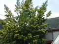DSCF0003