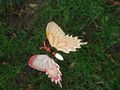 DSCF0006