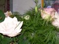 DSCN0003